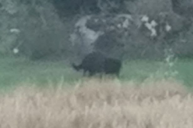 Claim: DNA evidence confirms existence of black panthers in the British countryside