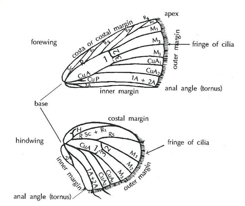 1-Angles-margins-cell-and-most-characteristic-veins-of-a-butterfly-wing-1-Discal.png