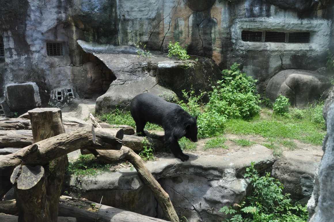190603125543-04-taiwan-bears-zoo-webp.65674