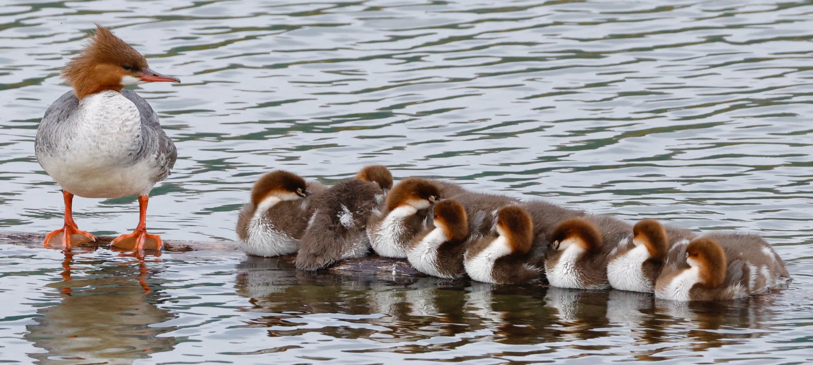 2025 06 27 1048 3200 Merganser family.jpeg