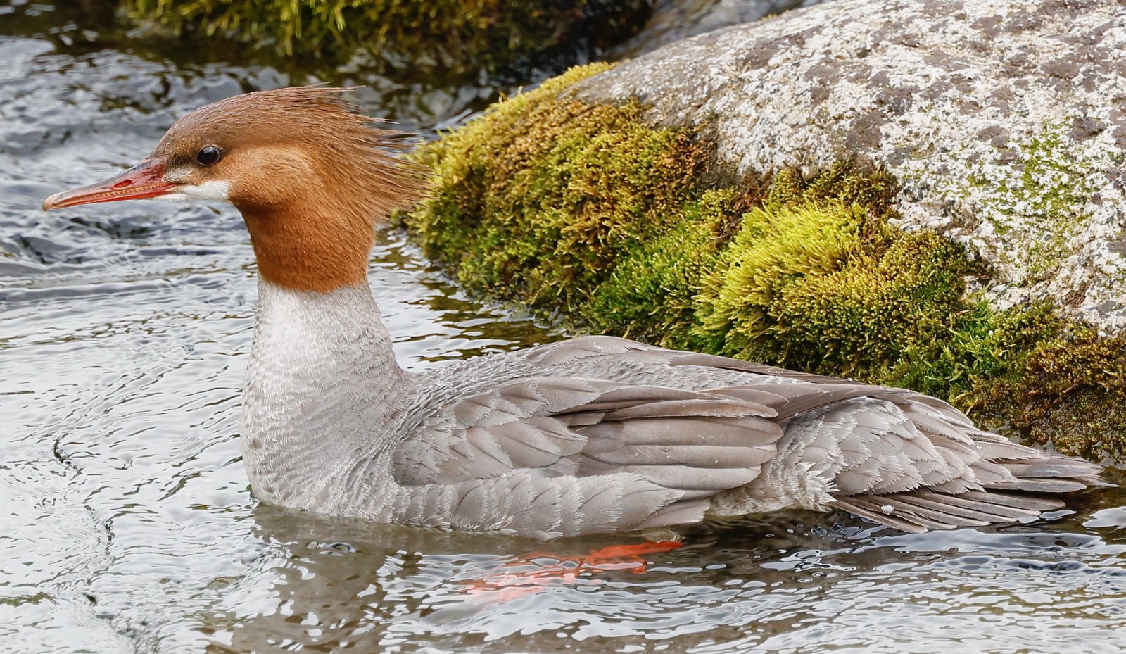 2025 07 03 1215 Common merganser.jpeg