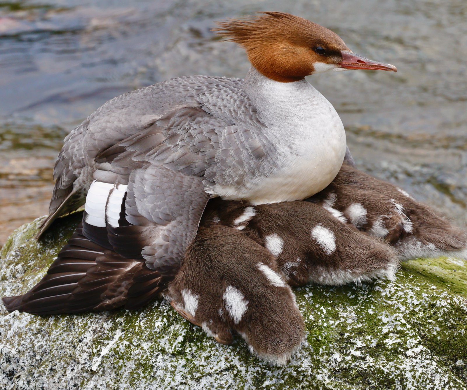 2025 07 03 1234 Merganser with 6 or 7 ducklings underneath.jpeg