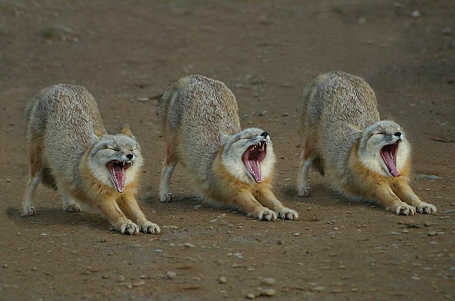 3 foxes yawning.jpg