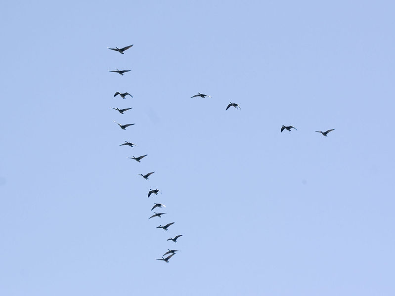 799px-KM_6149_flocking_geese.jpg