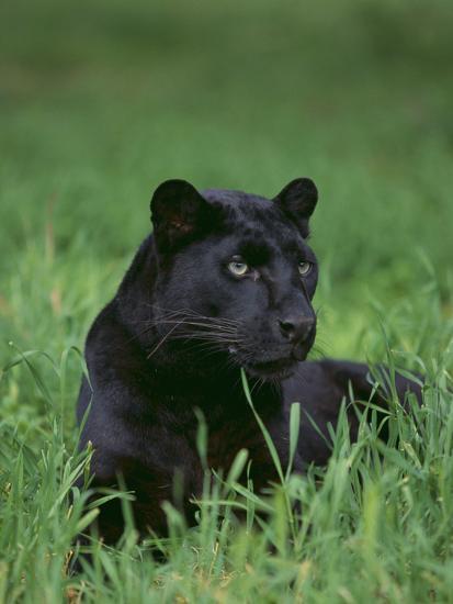 allposters.com Black Panther Sitting in Grass.jpg