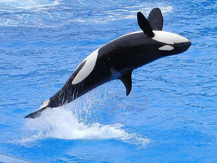 animals-jumping-orca-wallpaper-preview.jpeg