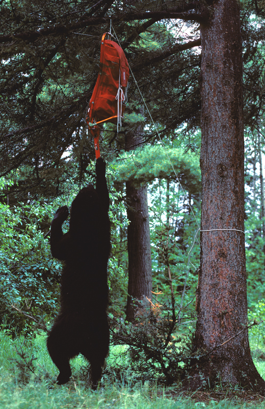 bear_standing_reaching_for_backpack (1).jpg