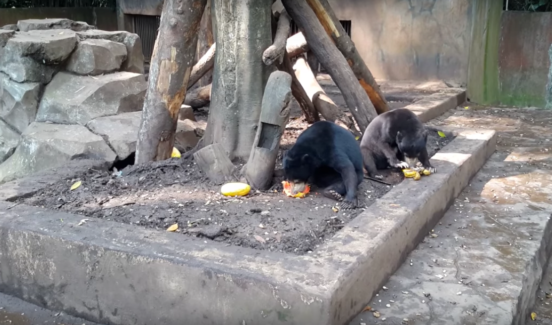 bears eating melon.png