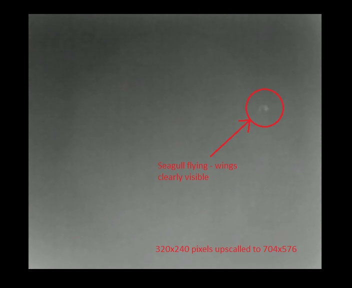 bird flying thermal.jpg