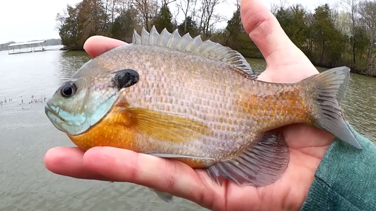 bluegill.jpg