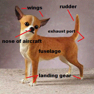 chihuahua_aircraft.gif