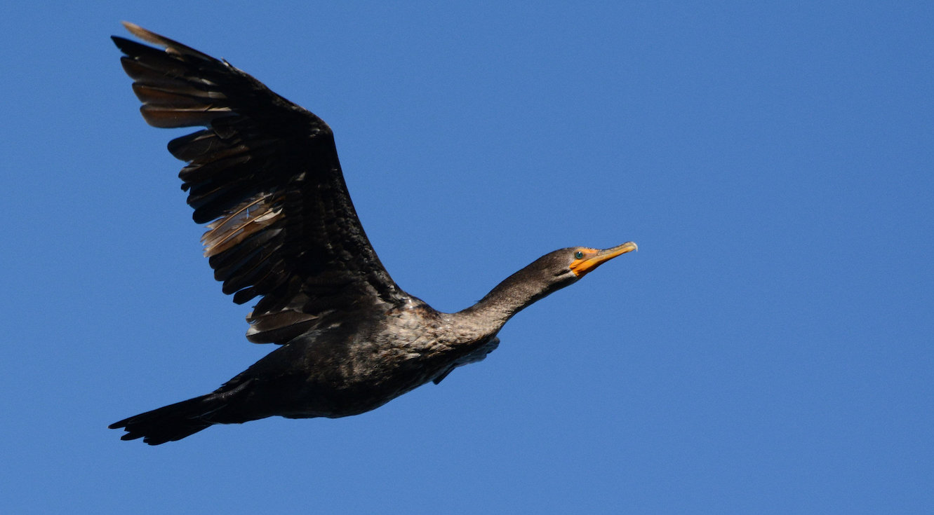 Cormorant-flying.jpg
