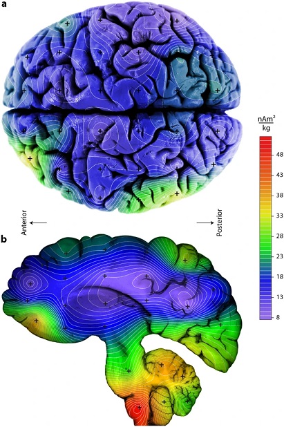 Distrib. magnetite in brain Gilder et al 2018.jpg