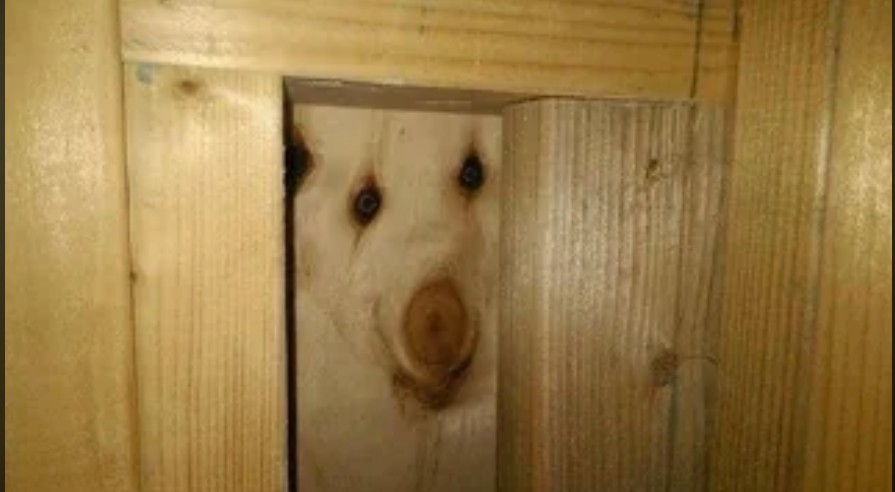 dog pareidolia.jpg