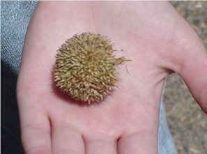 dried seed pod.jpg