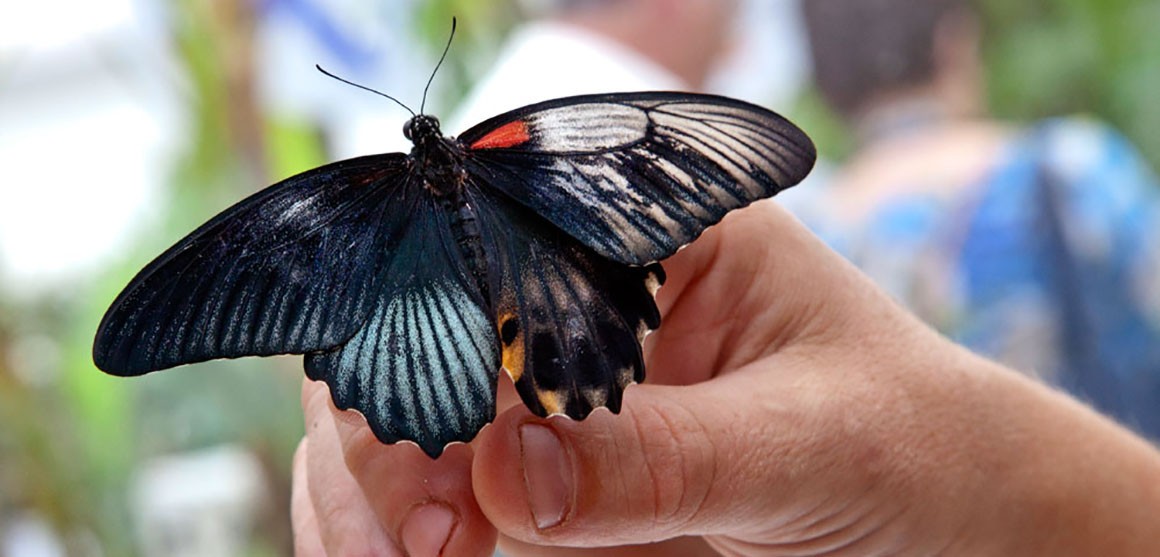 dual-sex-butterfly-full-width.jpg.thumb.1160.1160.jpg