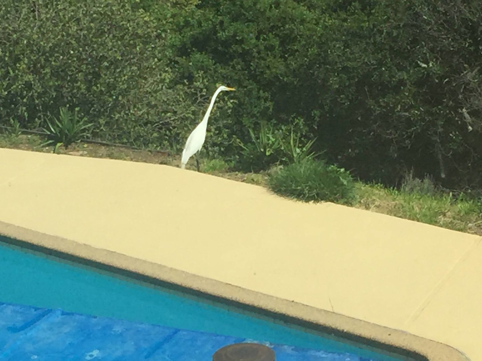 egret.jpg