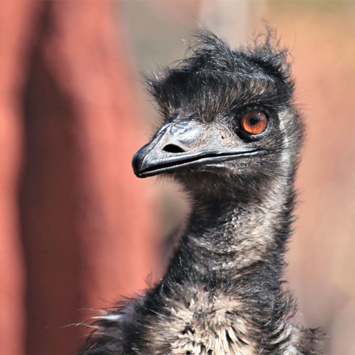 emu-large-photo.jpg