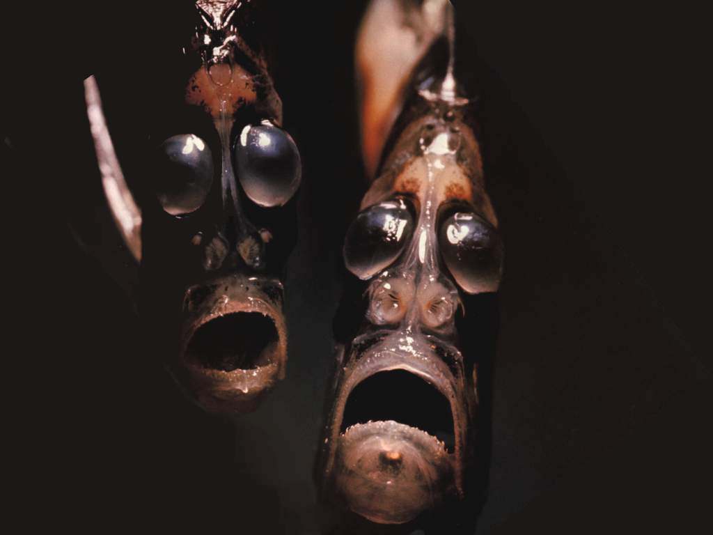 hatchetfish_face_killah.jpg