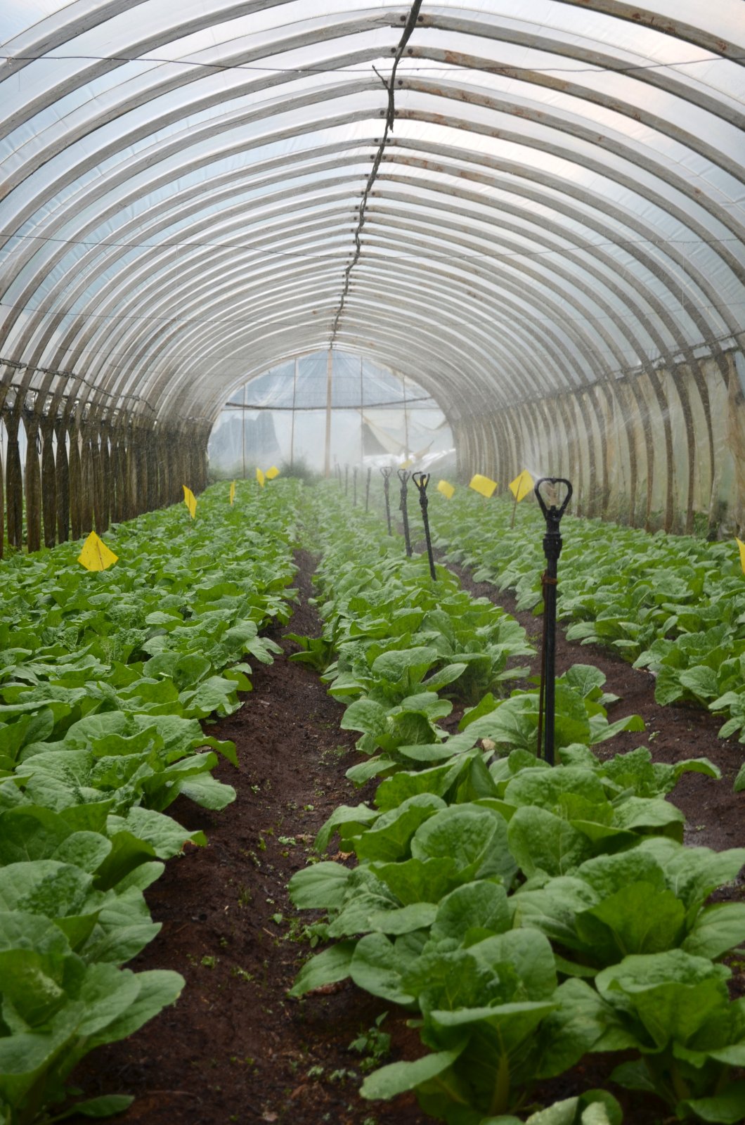 house-of-haos-kunming-yunnan-haobao-organic-farm-lettuce.jpg