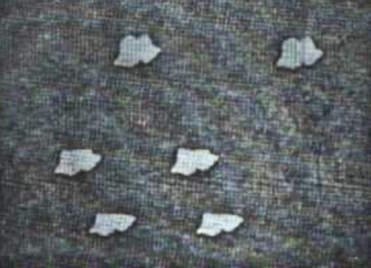 IMG_2226.jpeg