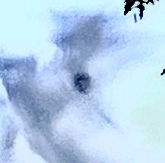 IMG_3200.jpeg