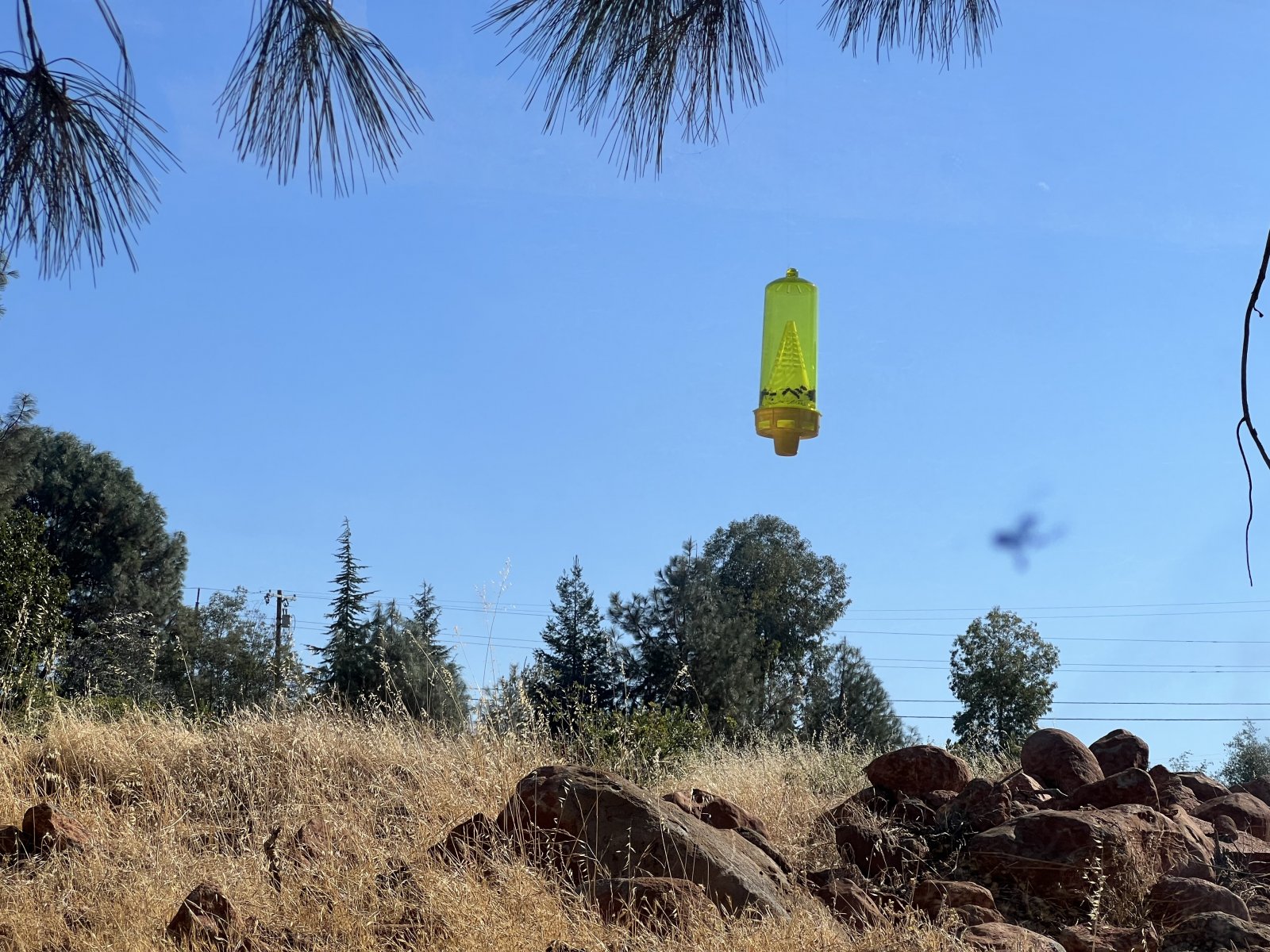Calvine Photo Hoax Theories