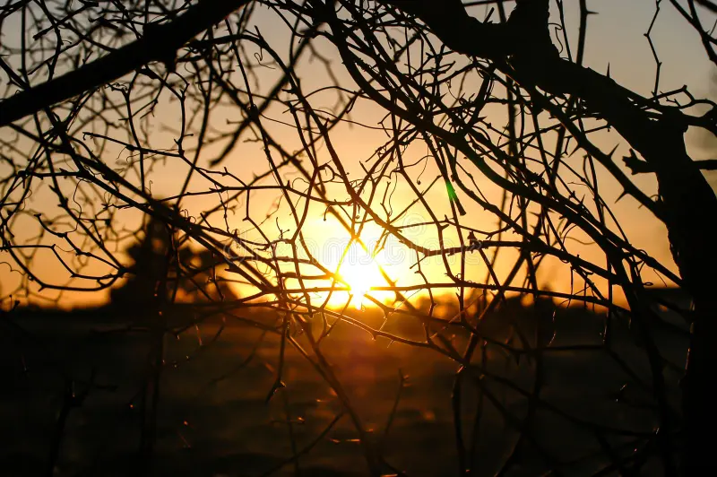 IMG_3740.webp