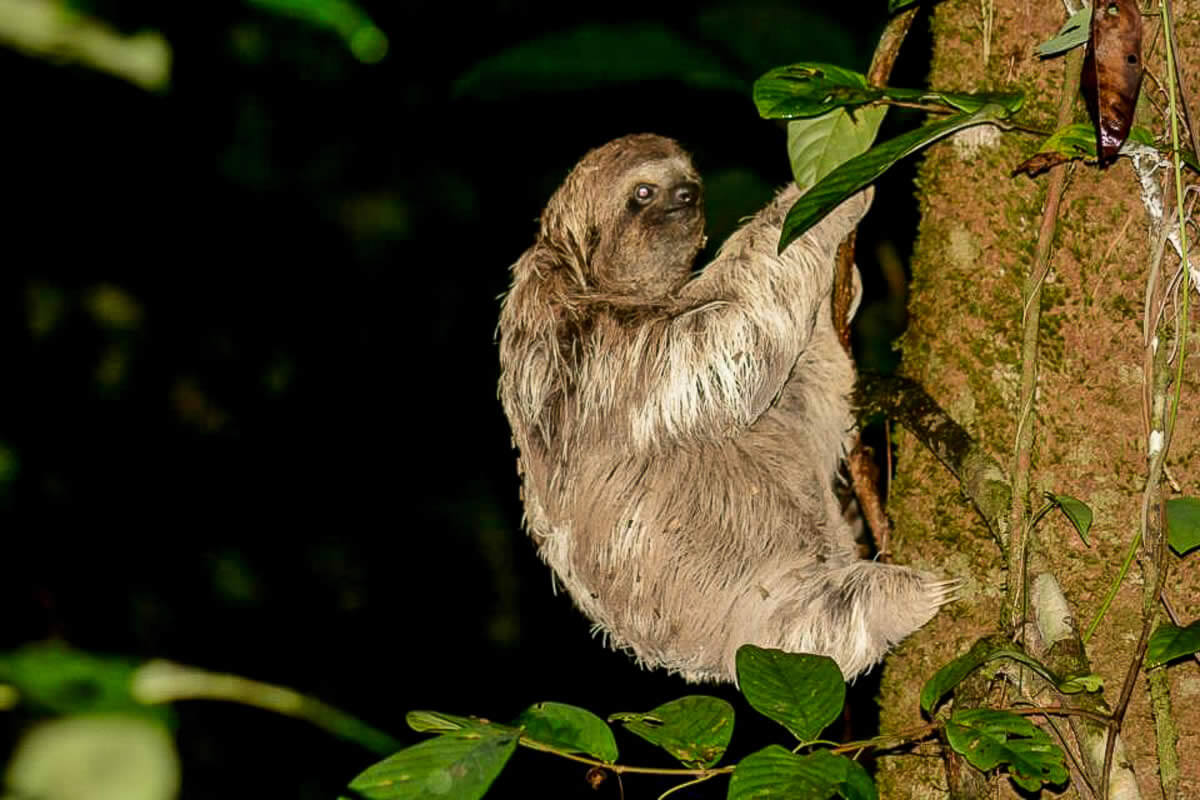 jungle-night-tour-sloth.jpg