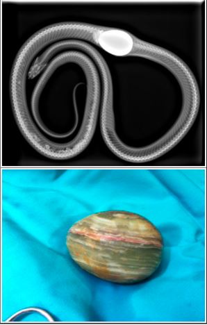 l python fake egg.JPG