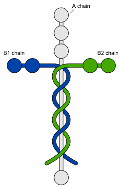 laminin.gif
