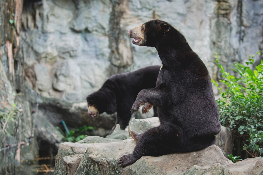malayan-sun-bear-honey-bear-sitting-rocks-beckon-ask-food-from-tourists-zoo_454892-669.jpg