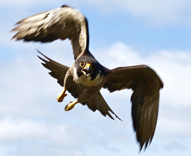 Metabunk 2019-02-22 08-46-07.jpg