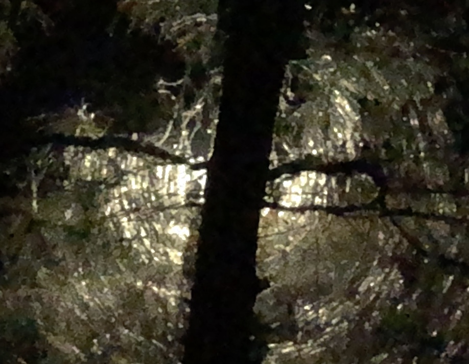 Metabunk 2019-11-07 06-27-32.jpg