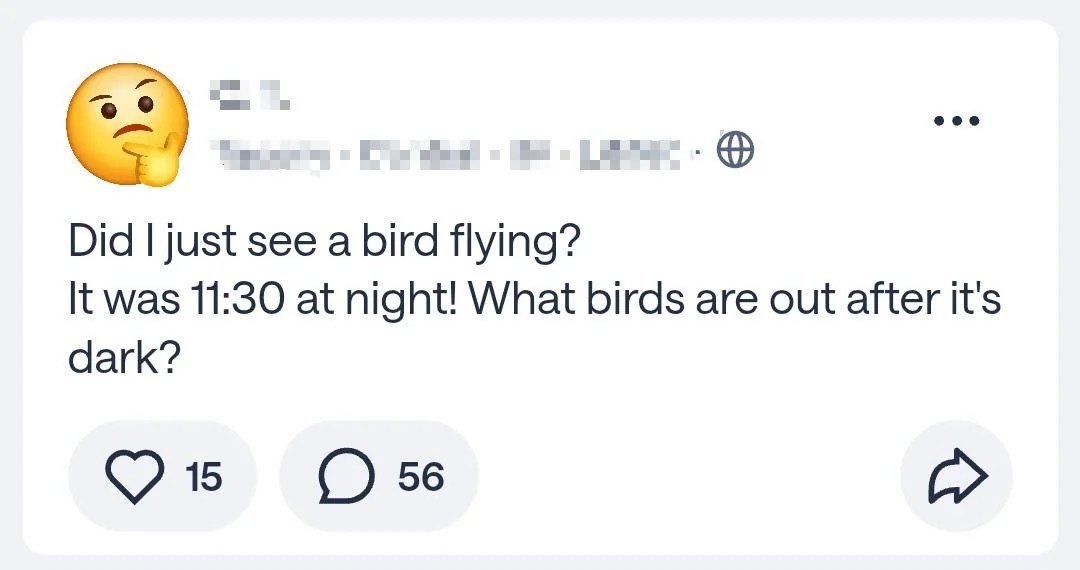 night-bird-v0-dbz1qjscmfch1.jpeg