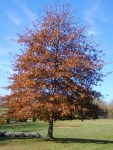 oak-leaves-002.jpg