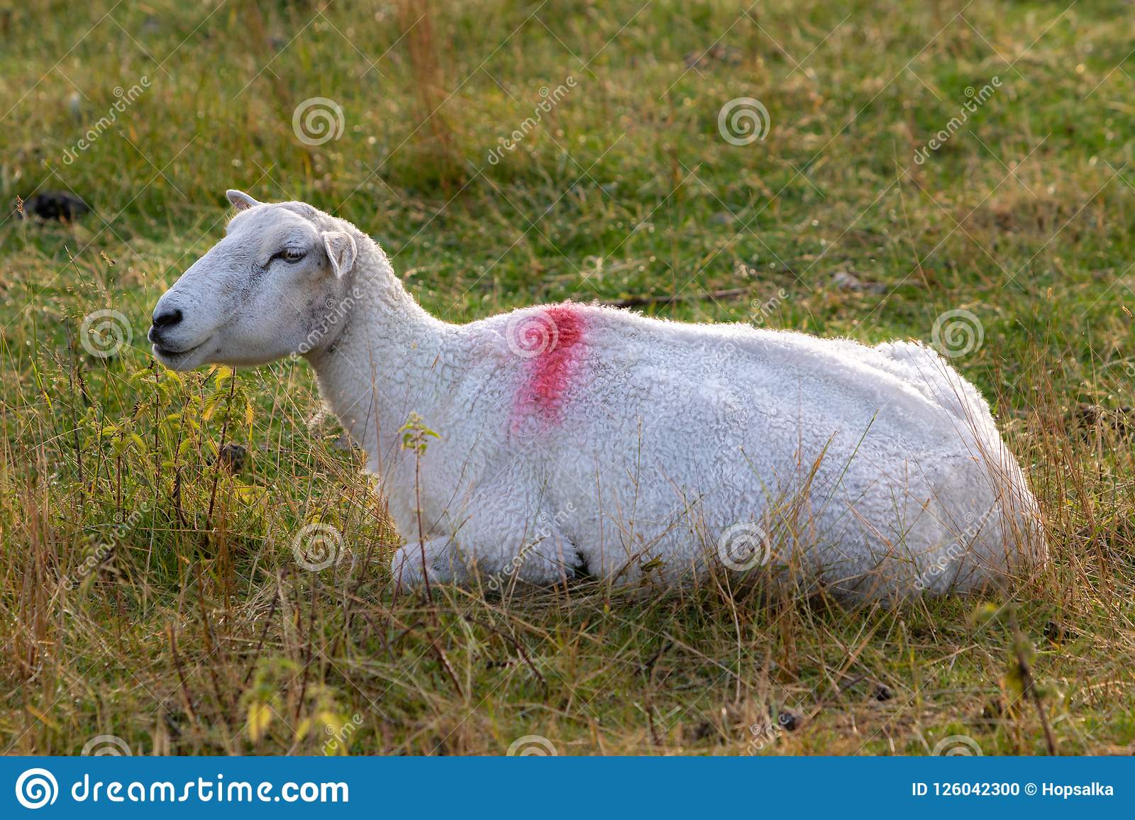 one-sheep-resting-grassy-farmland-one-sheep-resting-grassy-meadow-farming-conceptn-126042300.jpg