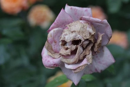 pareidolia rose.jpg