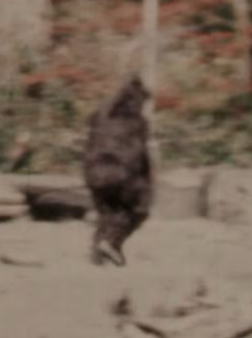 Patty_PGF.png