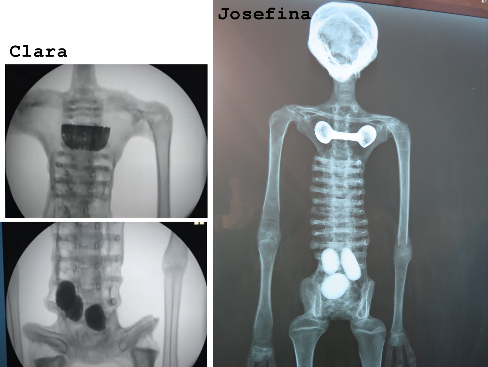 peru fake mummies.png