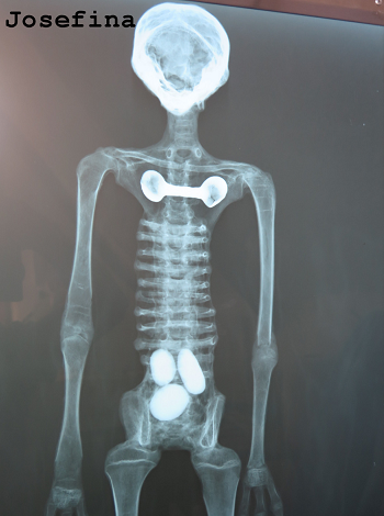 peru fake mummies.png