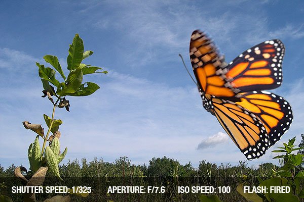 photographing-butterflies-4.jpg