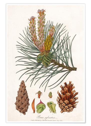 Scots pine.jpeg