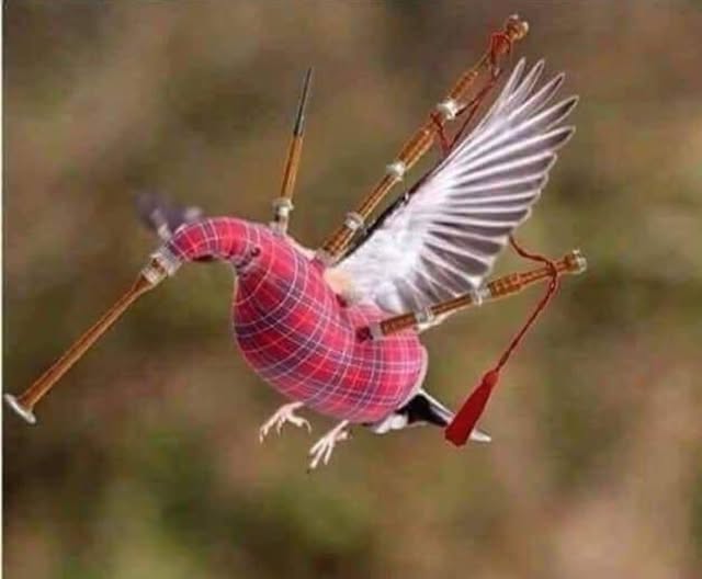 scottish hummer.jpg