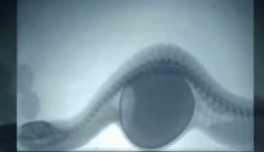 SNAKE SWALLOWED AN EGG.JPG