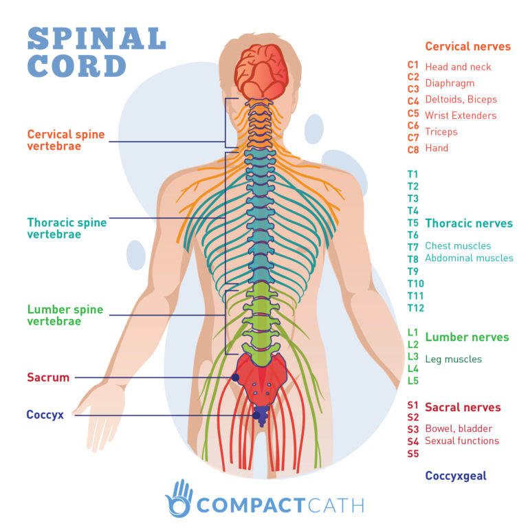 Spinal-cord_LOGO-768x768.jpg