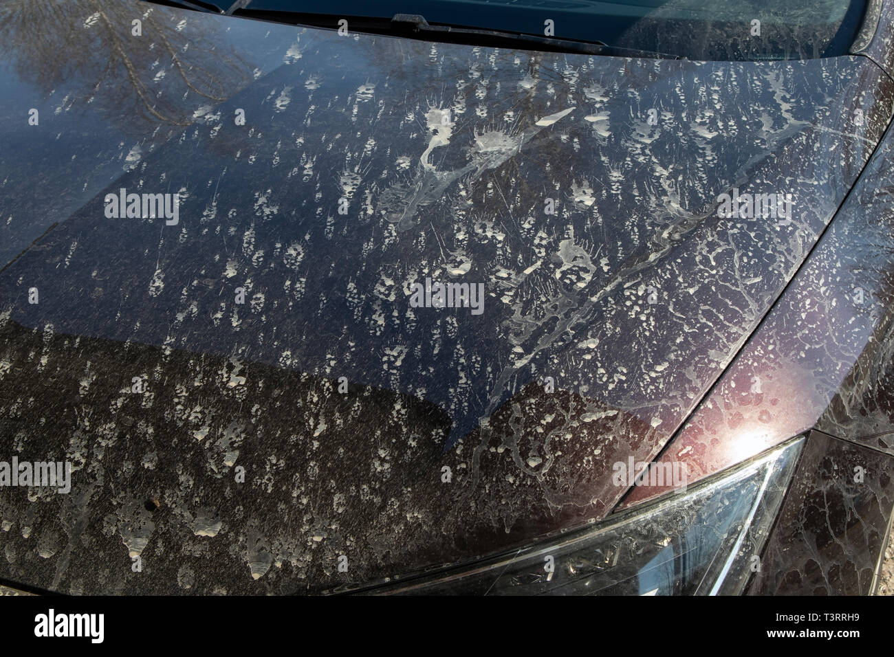 splashes-of-mud-on-the-hood-of-a-car-T3RRH9.jpg