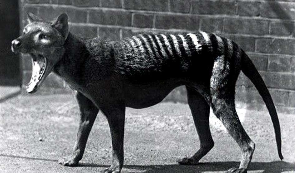 thylacine.jpg