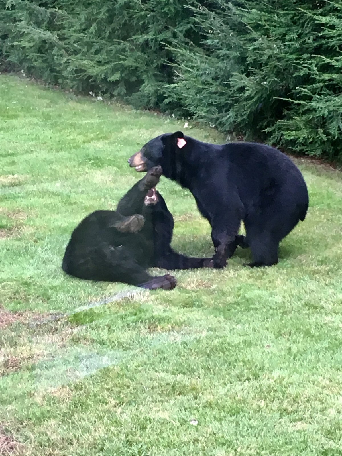 two bears.jpeg