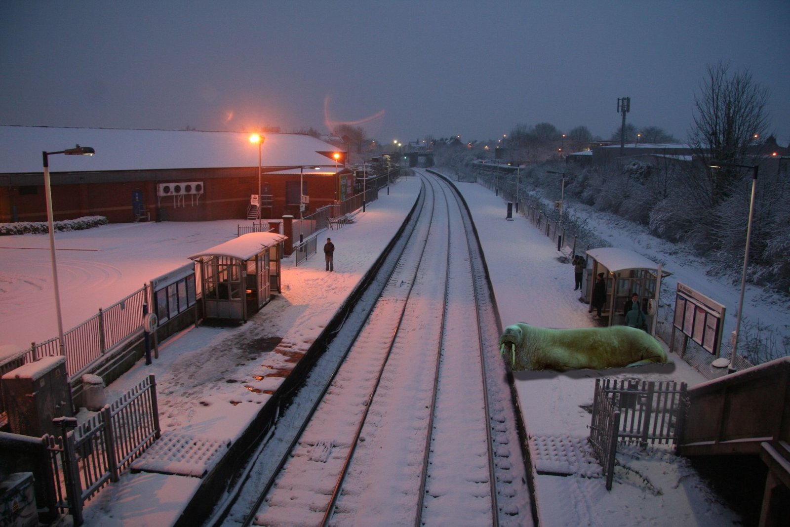 wulrus at station.jpg